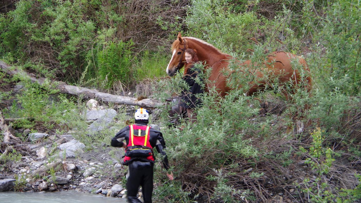 L'animale era stato portato al fiume per abbeverarsi, ma poi è entrato in acqua
