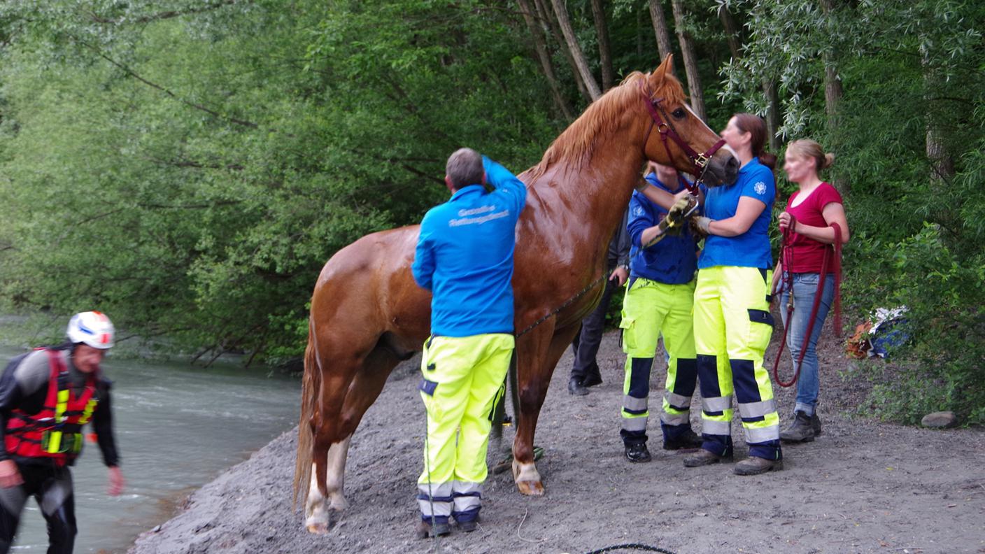 L'animale salvo a riva