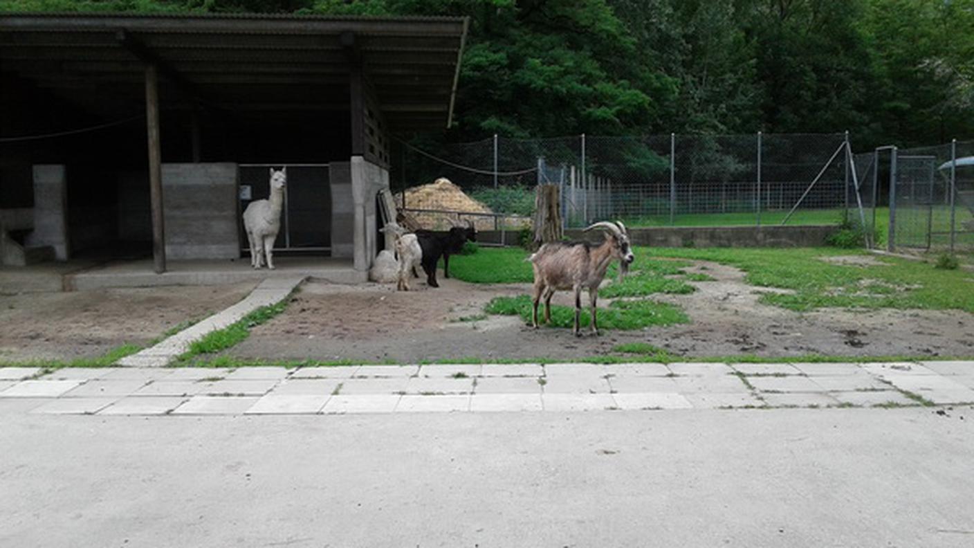 Gli animali della fattoria