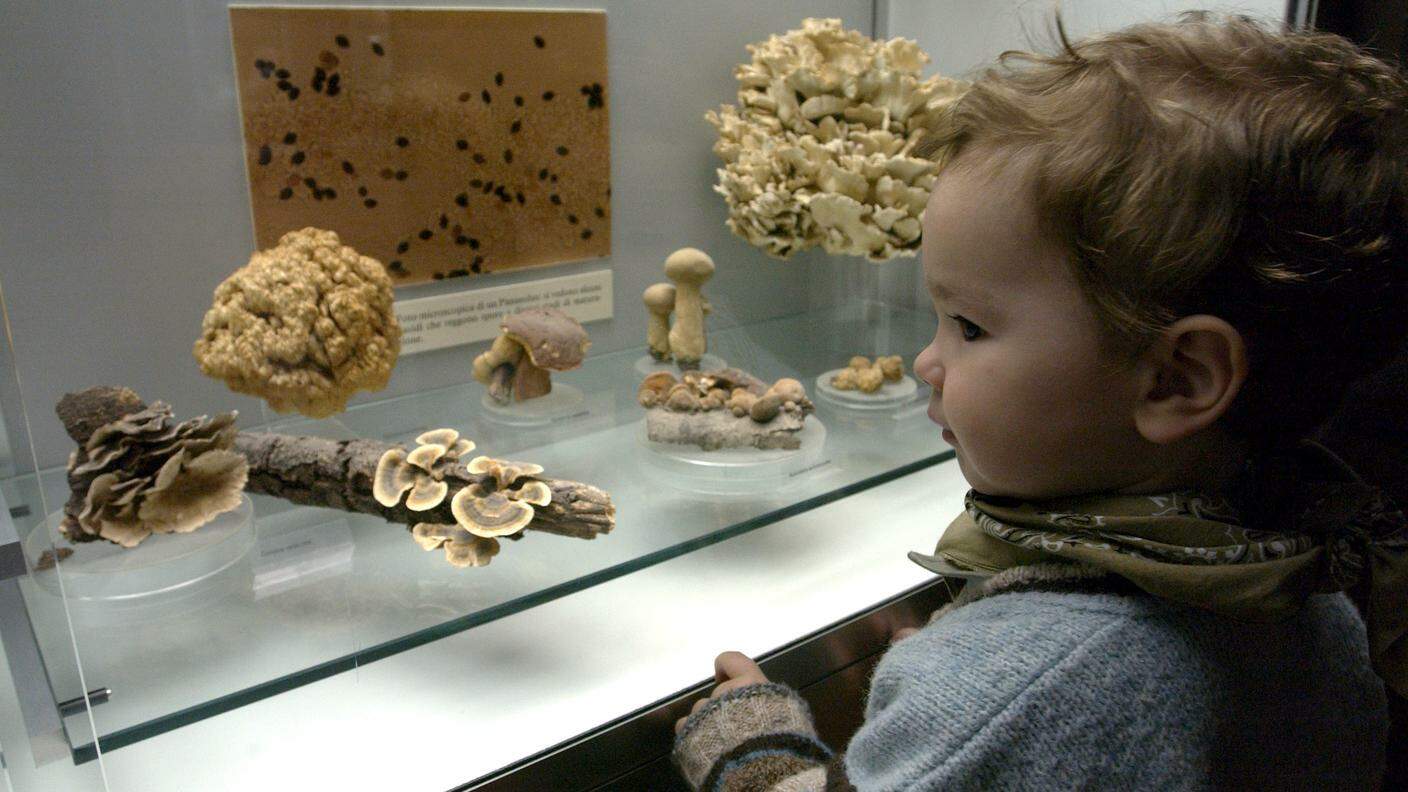 Una vetrina dello spazio scientifico dedicato ai funghi del Ticino