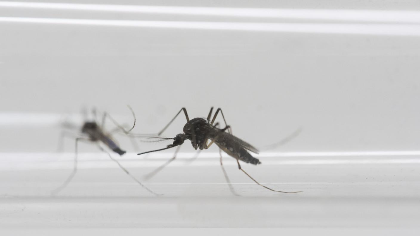 Il virus trasmesso dalle zanzare aedes