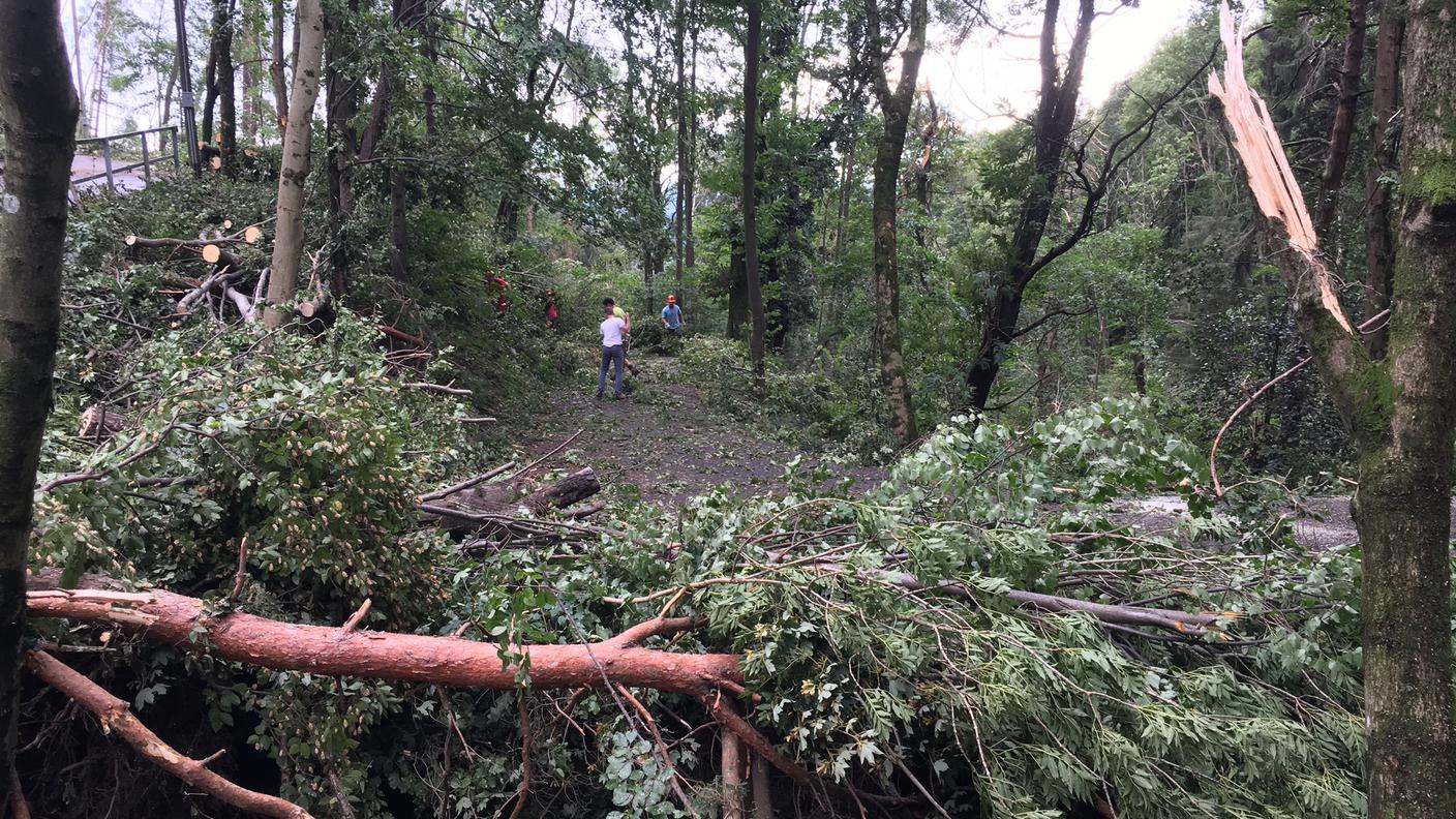 I forestali sono rapidamente intervenuti per lo sgombero della strada ostruita