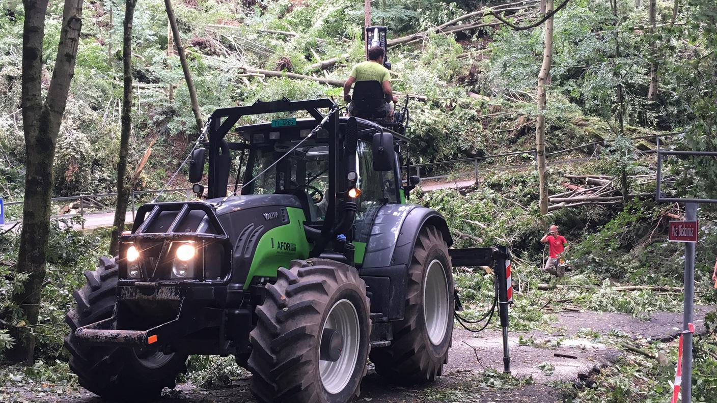 Forestali al lavoro