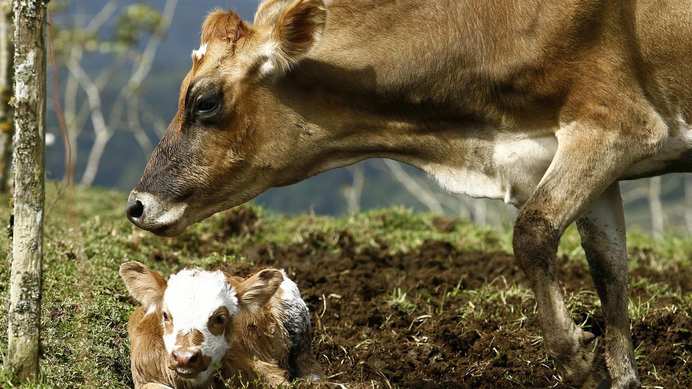 La mucca si era dimostrata aggressiva per proteggere il suo vitello