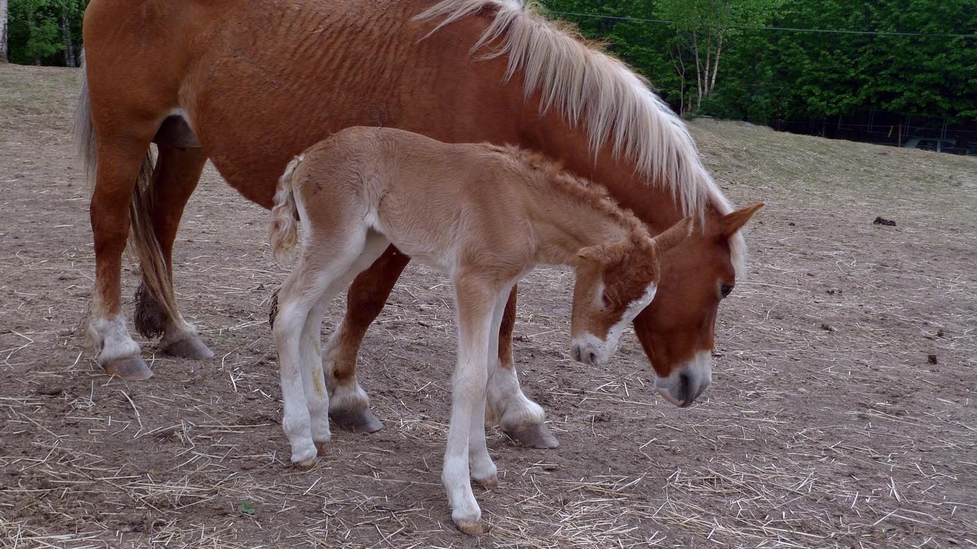 Aleesha al Pian delle Noci, appena nata, con mamma Polda