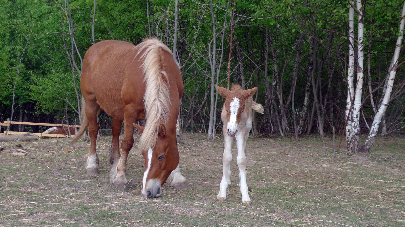 2011, Pian delle Noci. I primi passi di Aleesha accanto a mamma Polda