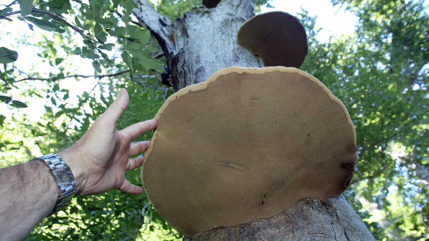 Novità in vista per i raccoglitori di funghi