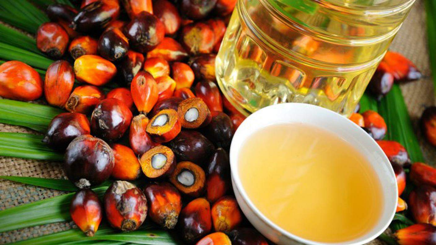 Il frutto e l'olio della palma