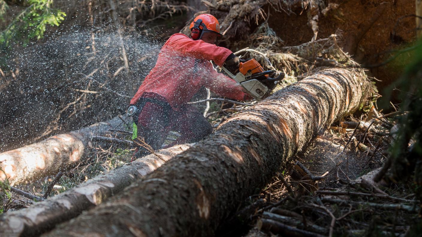 Si taglia per evitare l'esentensione agli alberi vicini
