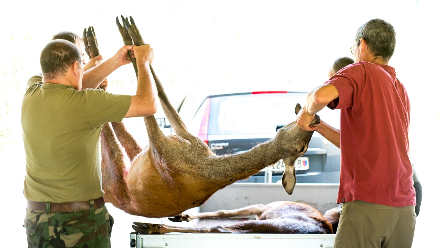 L'animale più catturato è stato il cervo (1'323 in totale)