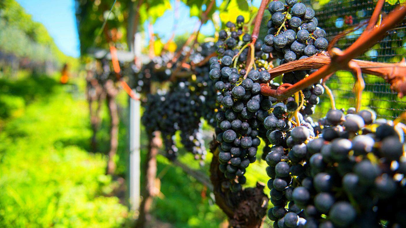 "È stato un anno turbolento", conferma il presidente dell'associazione dei produttori di vino