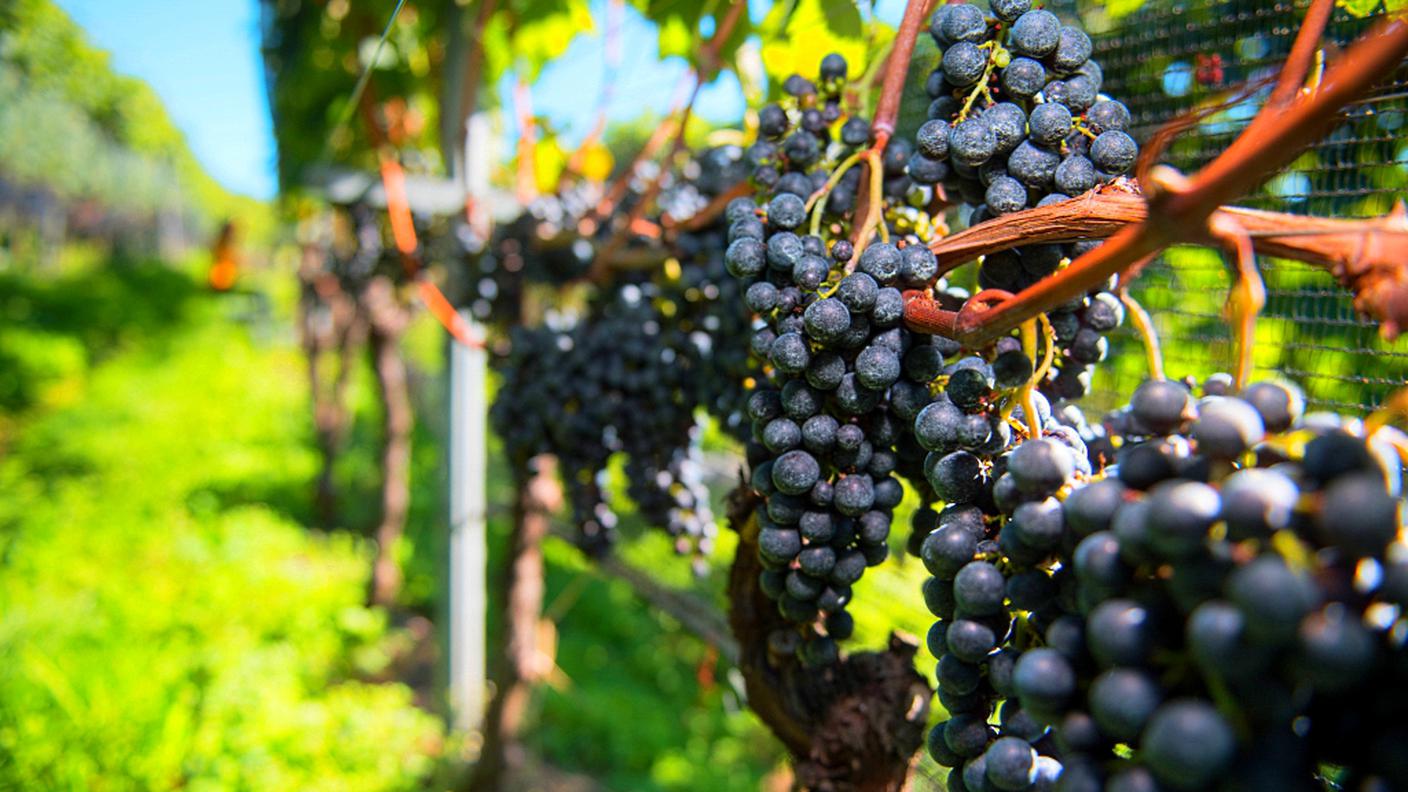 "È stato un anno turbolento", conferma il presidente dell'associazione dei produttori di vino