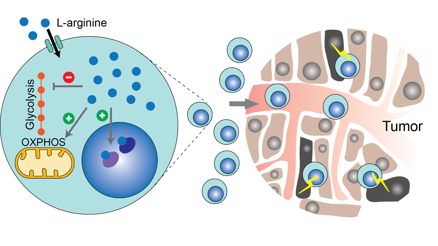 Gli effetti dell'arginina sulle cellule immunitarie