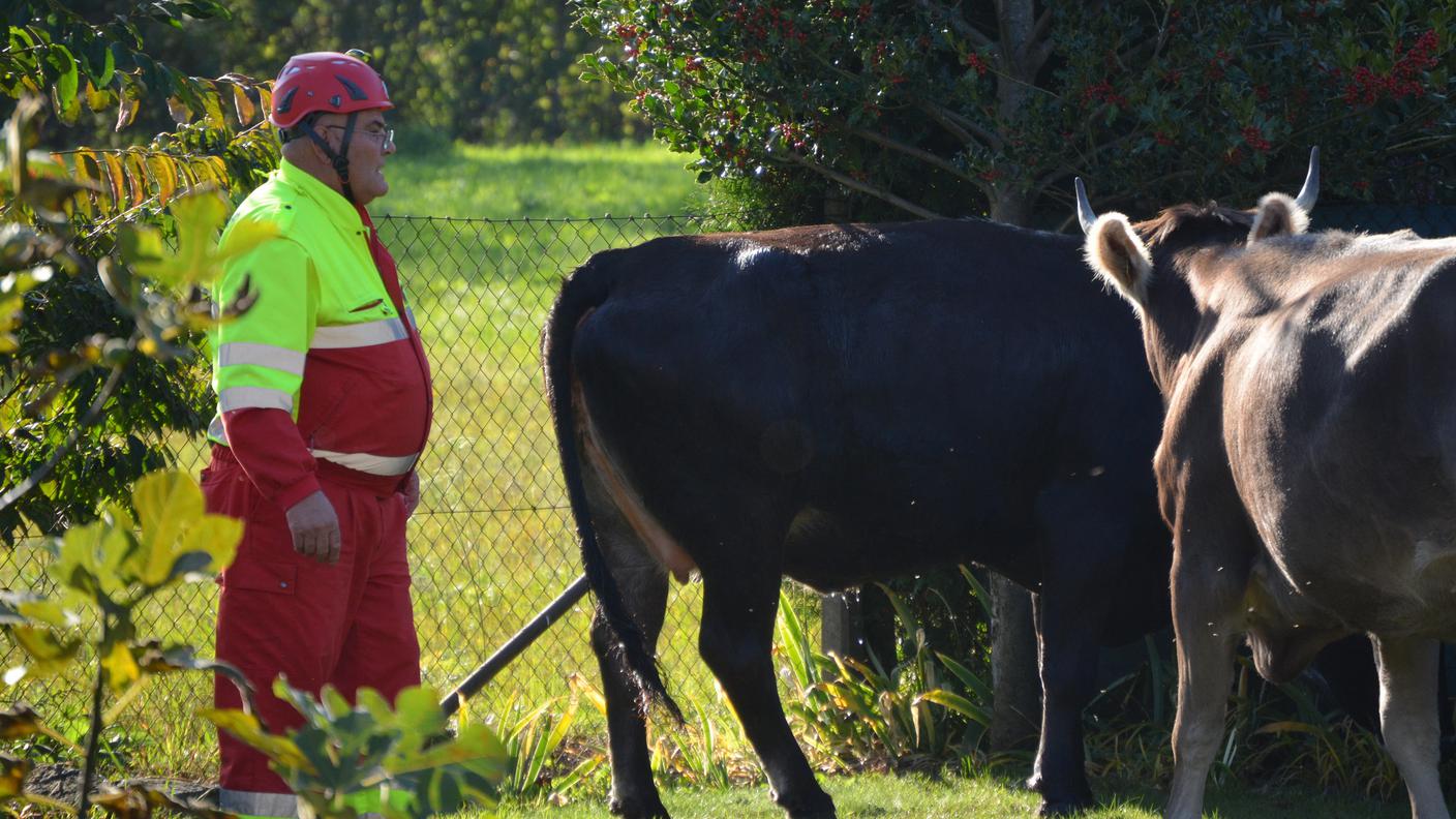 Le operazioni di recupero dell'animale da parte di pompieri e SPAB