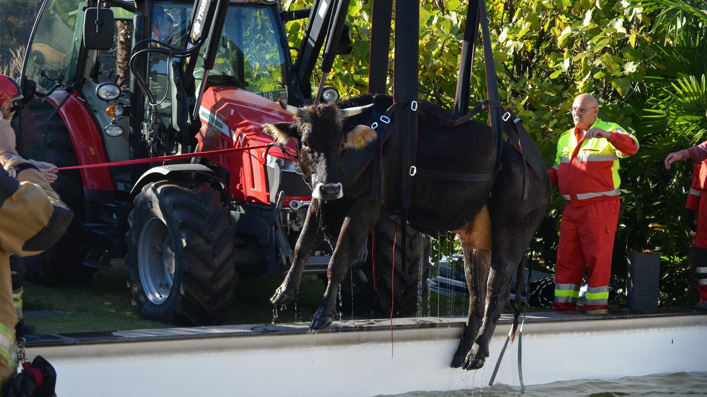 Le operazioni di recupero dell'animale da parte di pompieri e SPAB