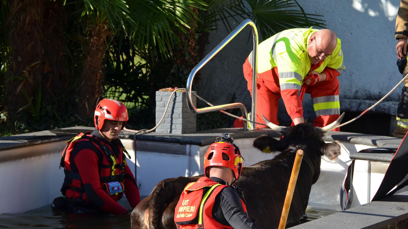 Le operazioni di recupero dell'animale da parte di pompieri e SPAB