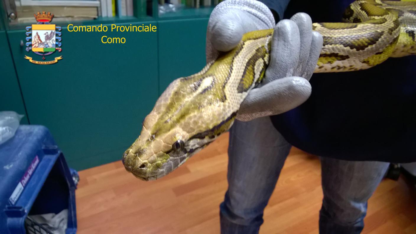 L'insolito guardiano delle dosi
