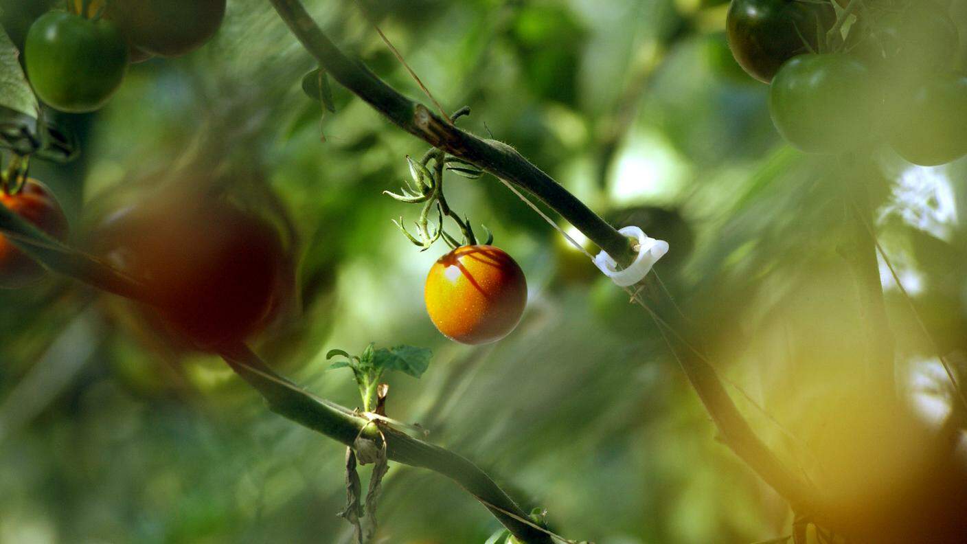 I pomodori sono fra le coltivazioni più colpite