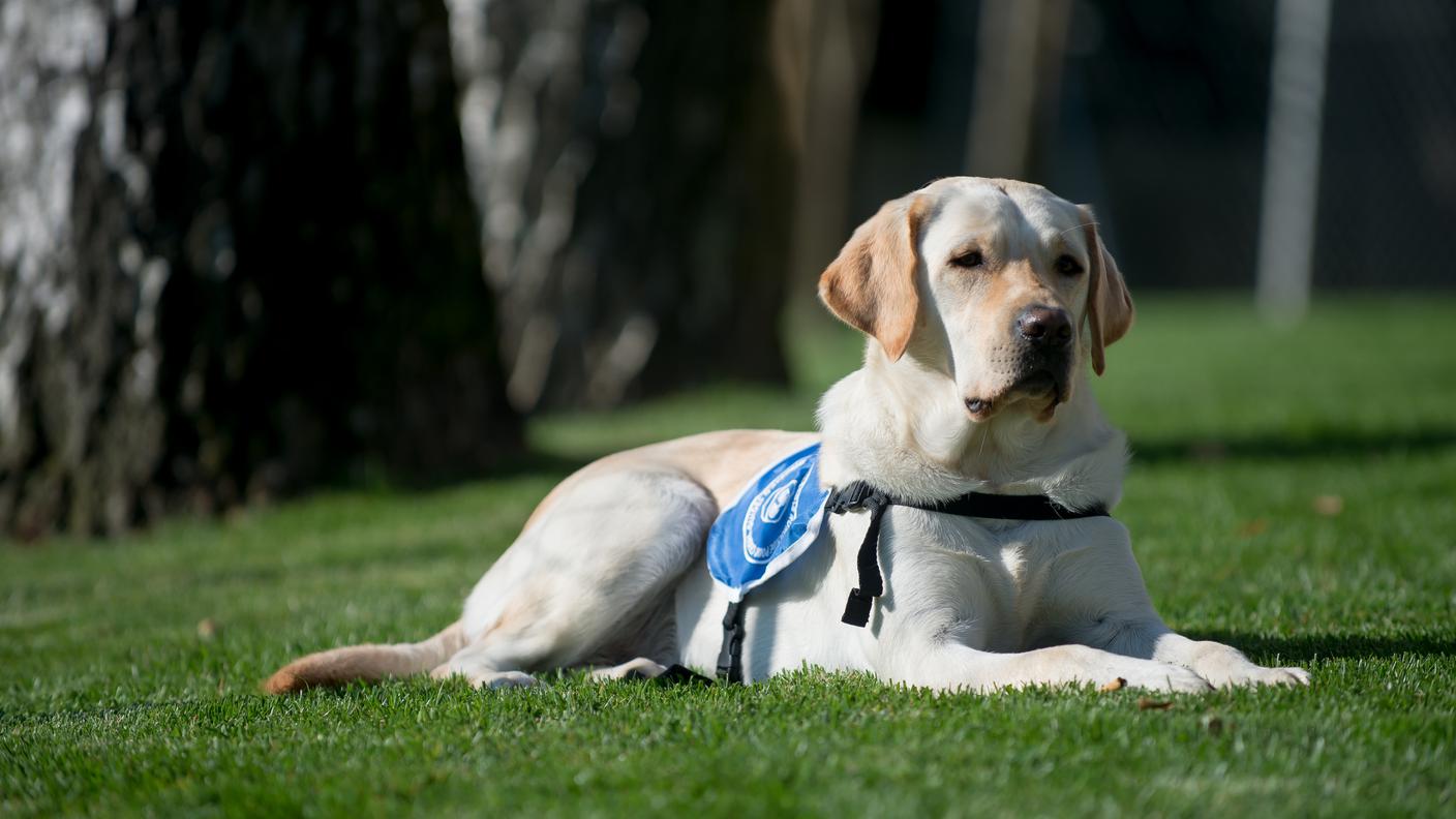 Per ora gli "allievi" della scuola sono due: Betsy e Anakin