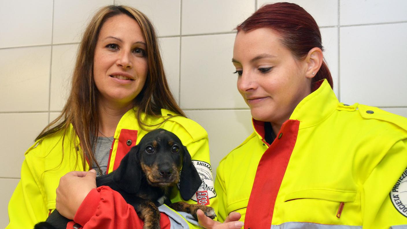 Il cane salvato dalla SPAB