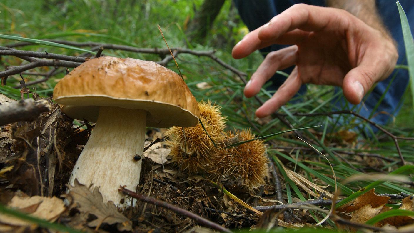 Fungiatt