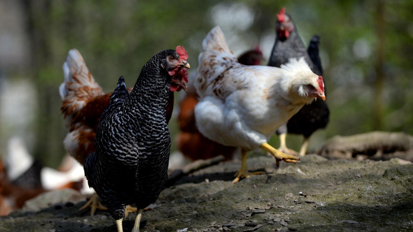 Galline in libertà vigilata