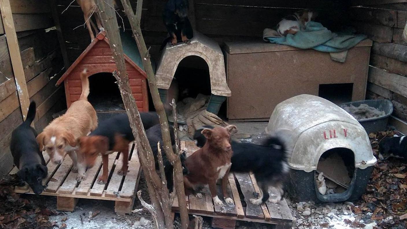 Emergenza cani e gatti del lager di Prijedor
