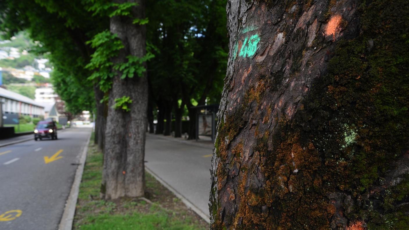 Sorte segnata per gli ippocastani di Viale Castagnola