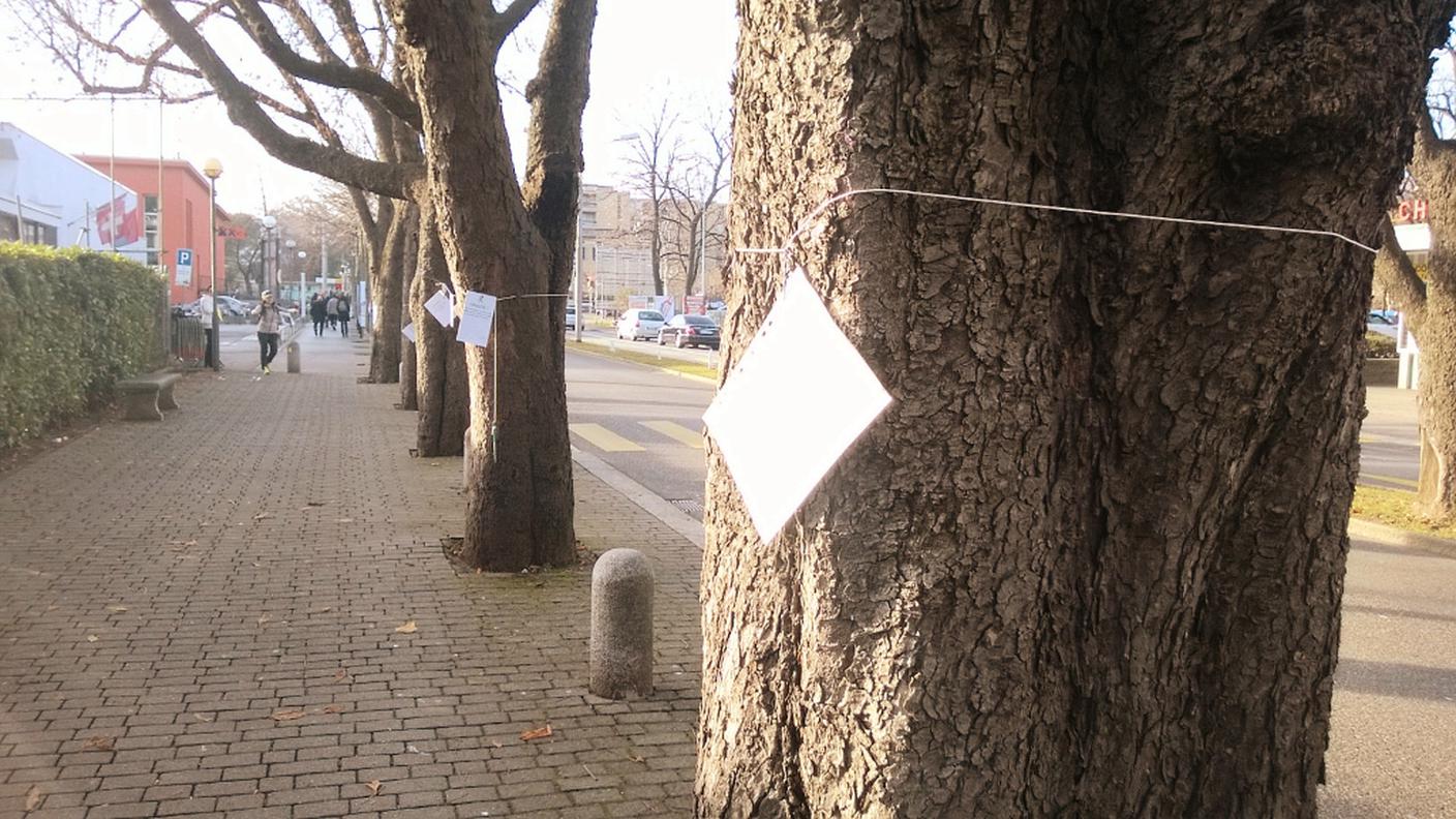 Si riflette anche sulla questione dei sette ippocastani tagliati dal viale, mai sostituiti