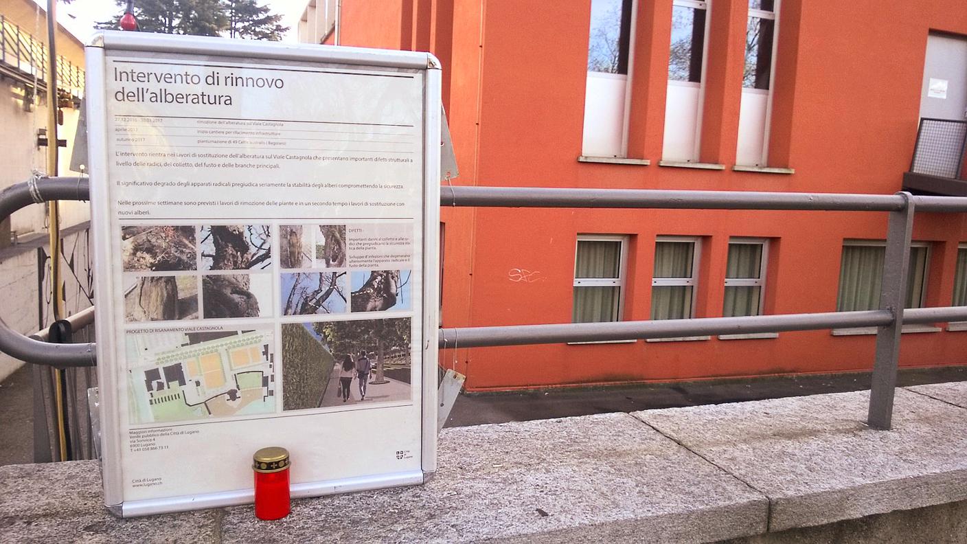 Gli alberi, si legge sul cartello informativo, hanno pure sviluppato delle infezioni che contribuiscono alla loro degenerazione