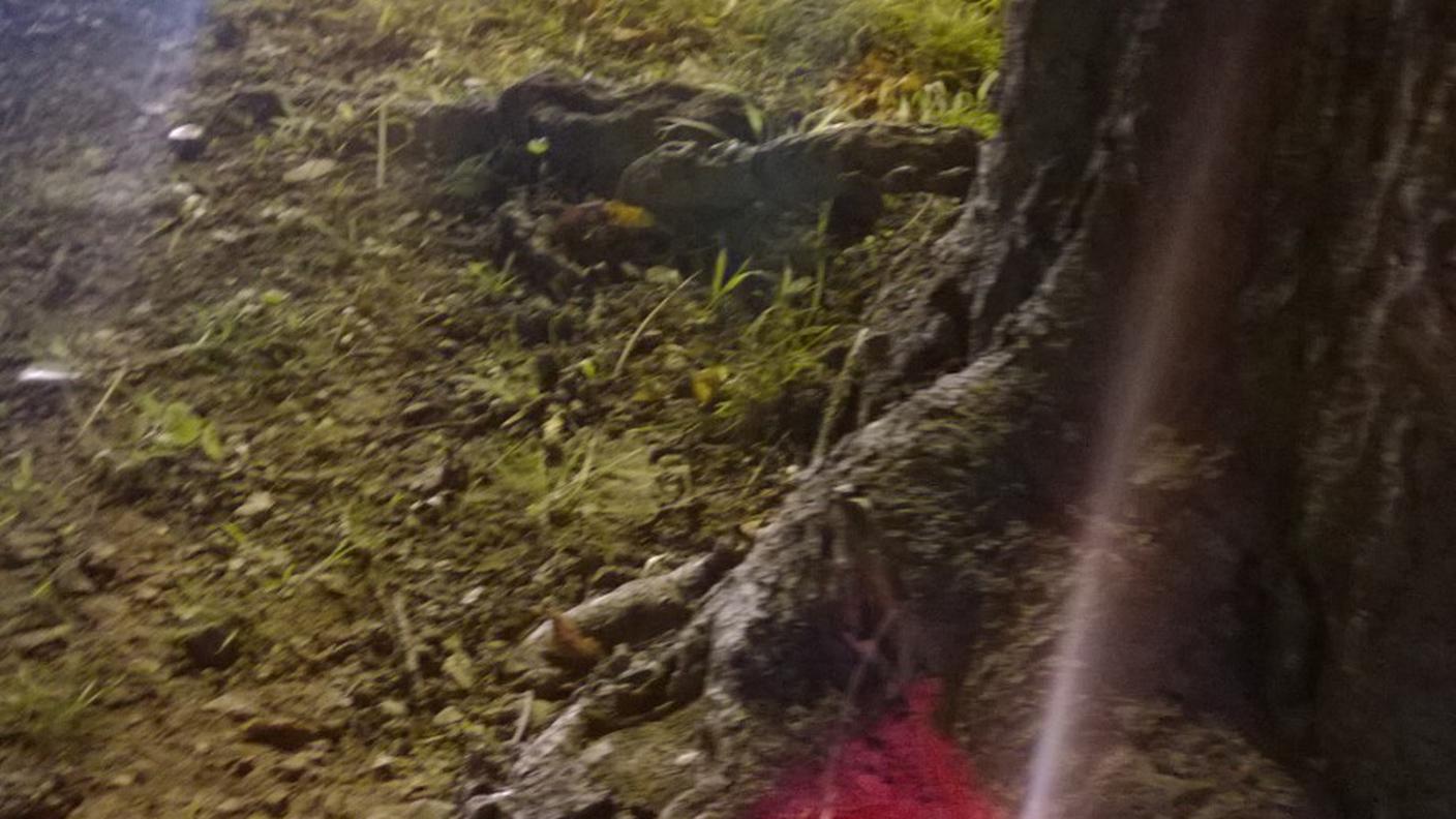 Le candele accese per dare l'addio agli ippocastani a Lugano