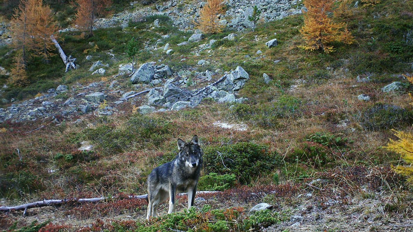 Tre quarti delle aziende agricole grigionesi sono colpite dalla presenza dei grandi predatori