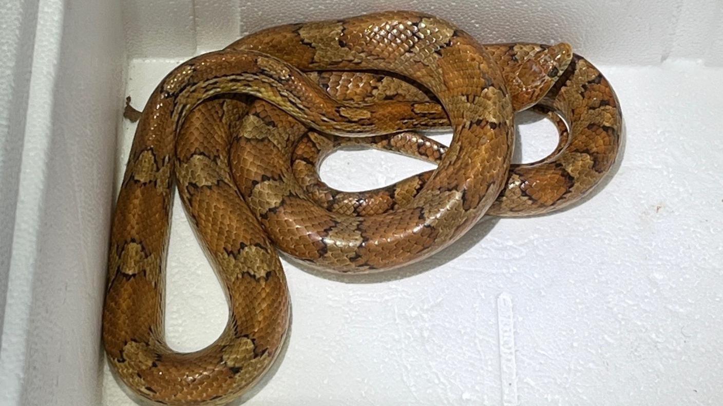 serpente coira.jfif