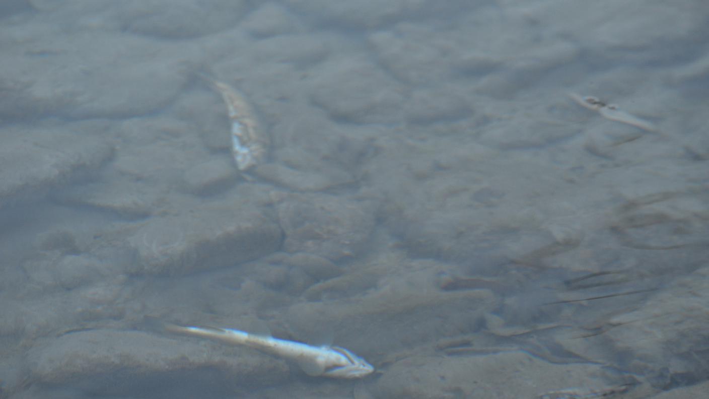 Centinaia di pesci morti