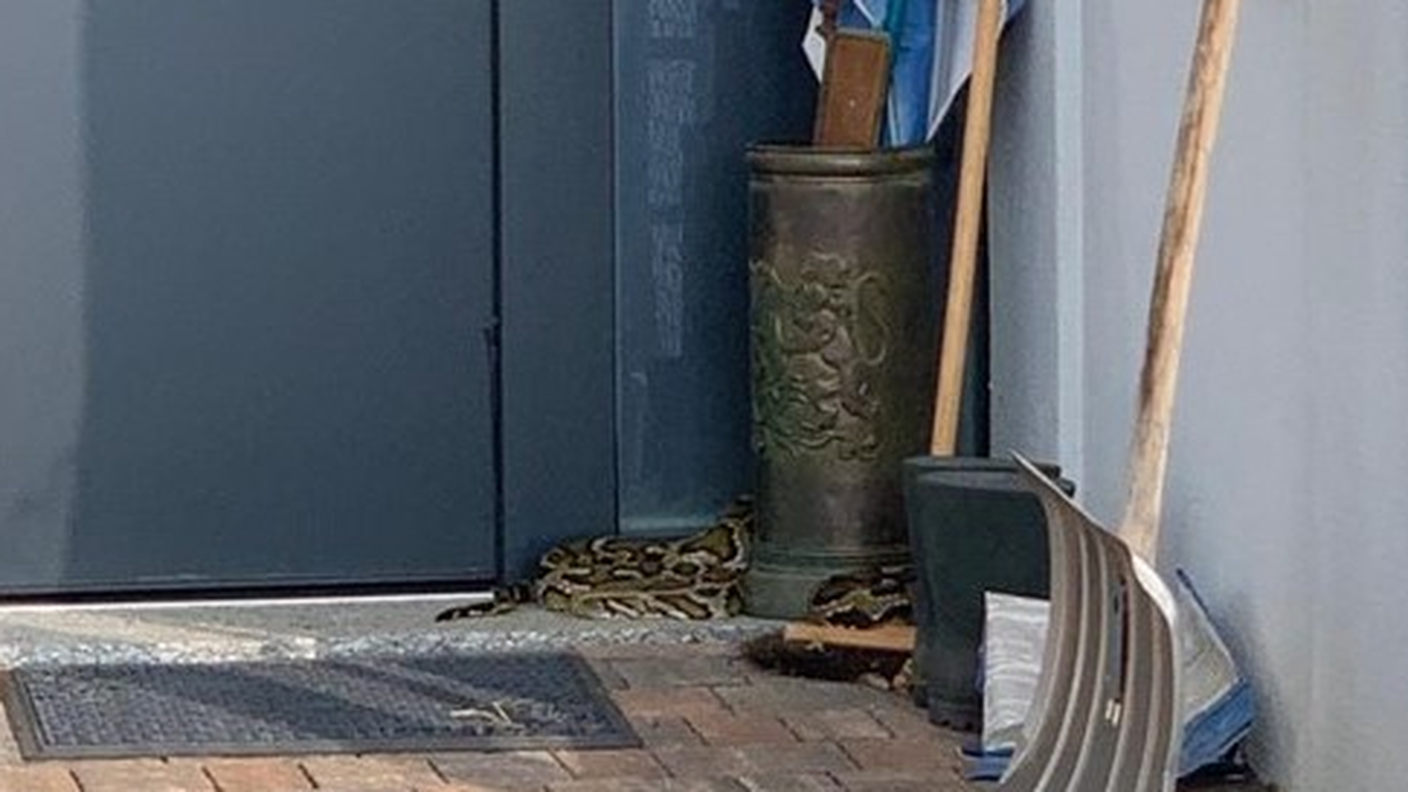 L'animale è stato visto dapprima sul bordo di una strada e poi davanti ad un'abitazione