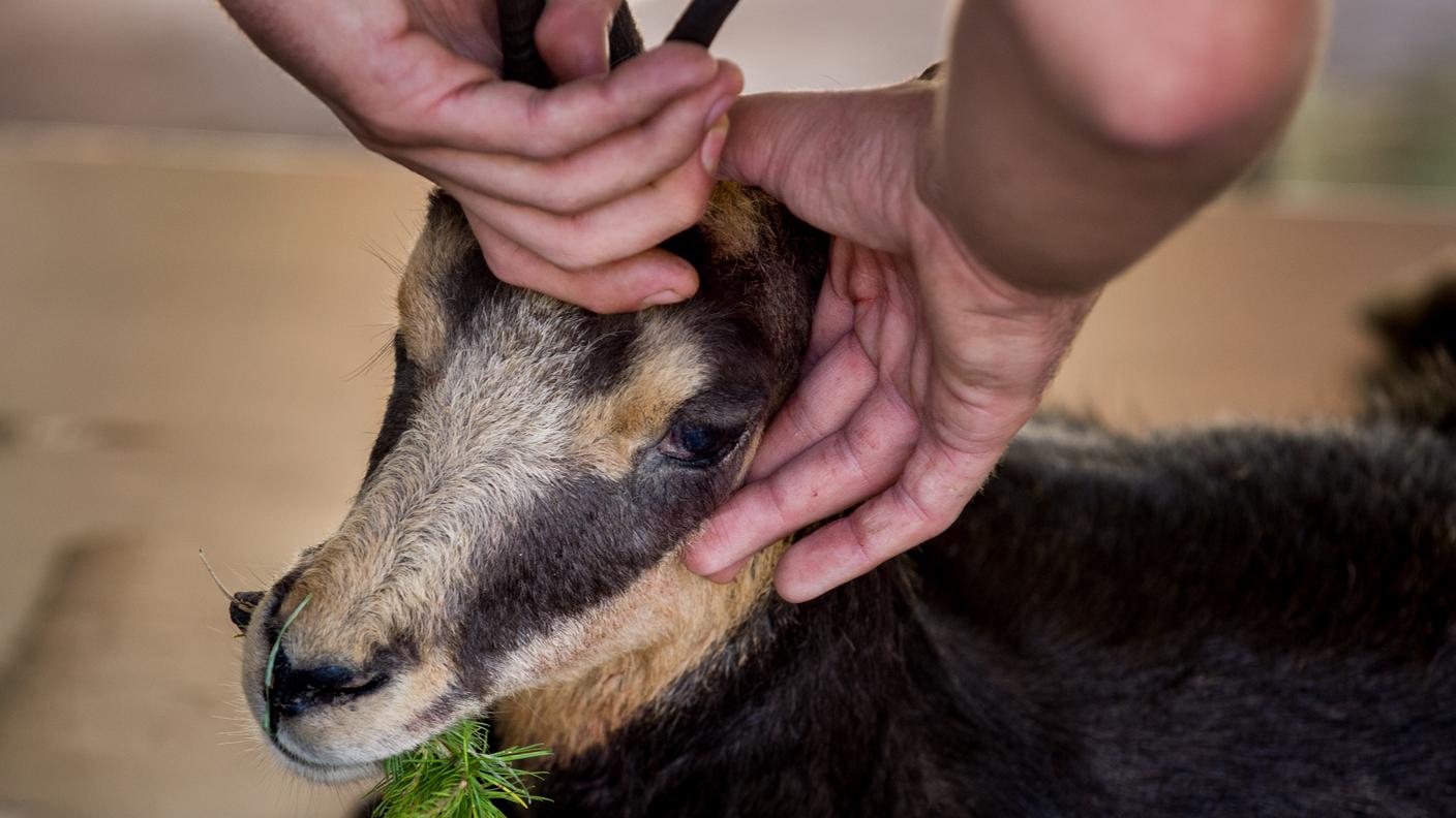 Censimento degli ungulati catturati: il controllo ad un camoscio