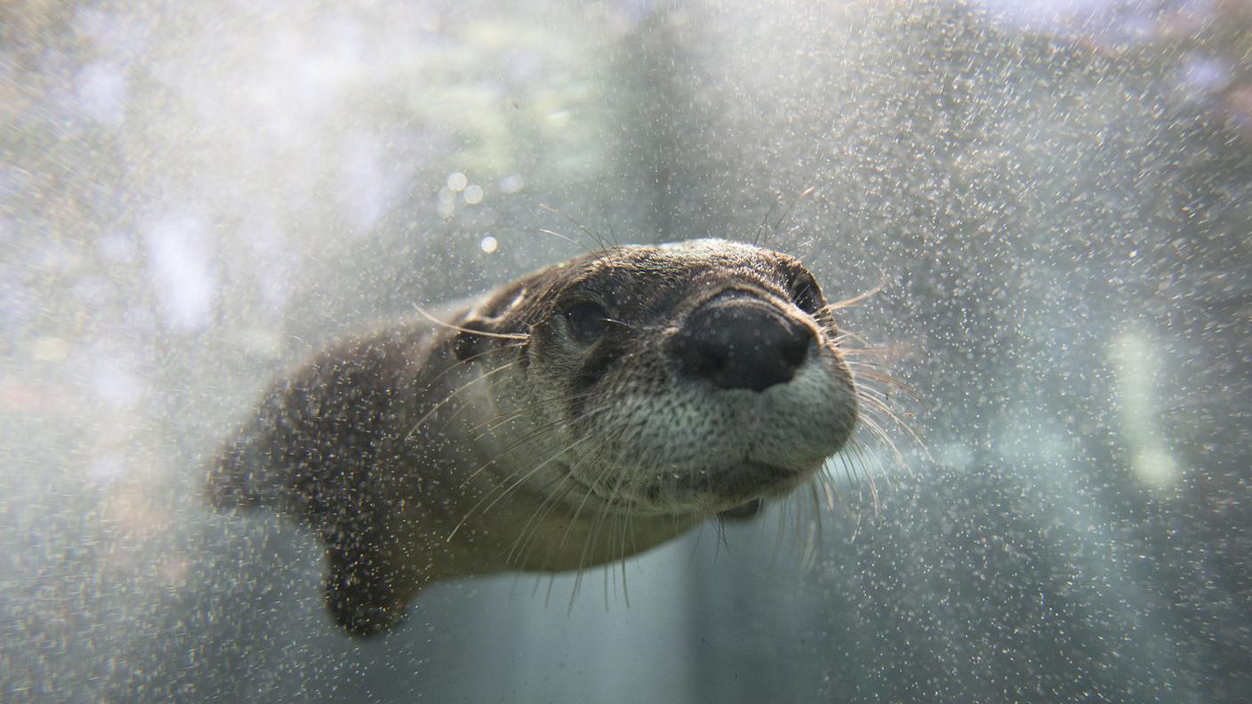 La specie è stata considerata estinta in Svizzera per decenni a causa della caccia e dell'inquinamento