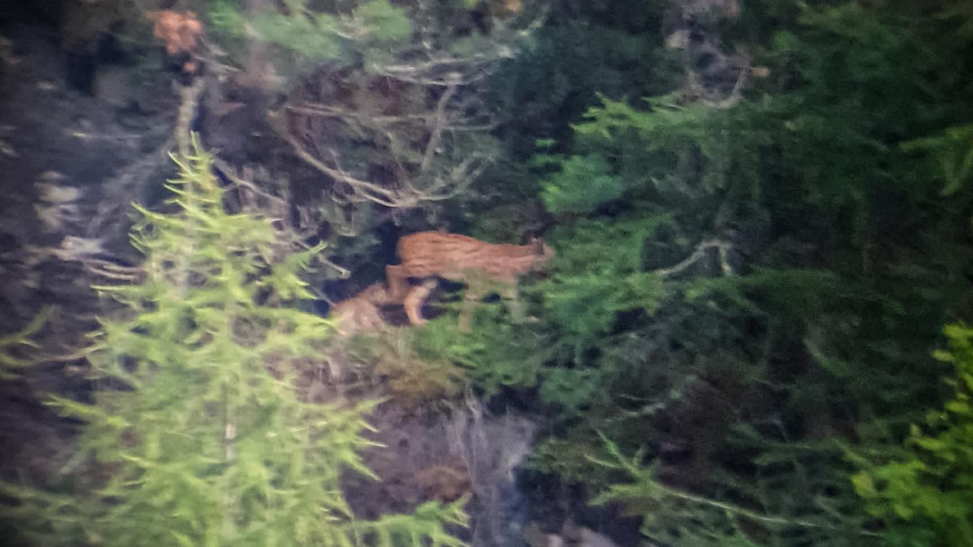 La foto scattata in territorio di Zernez
