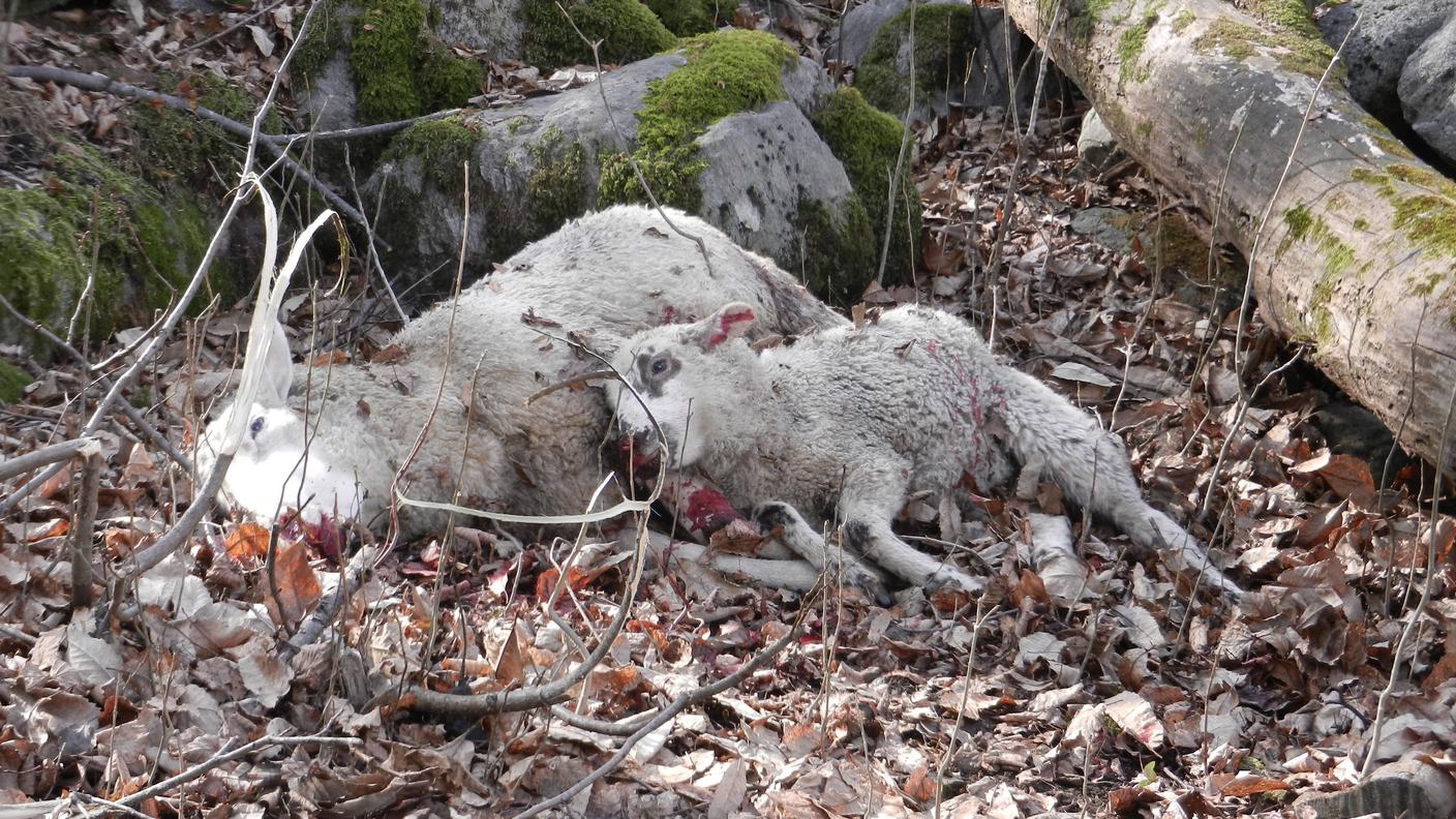 Gli animali erano in un recinto elettrificato