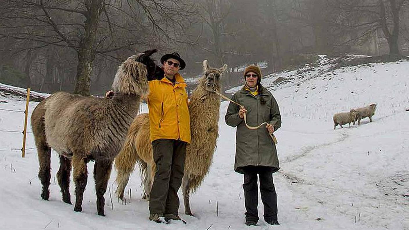 Marisa e Jean-Pierre Baeschlin con i loro lama