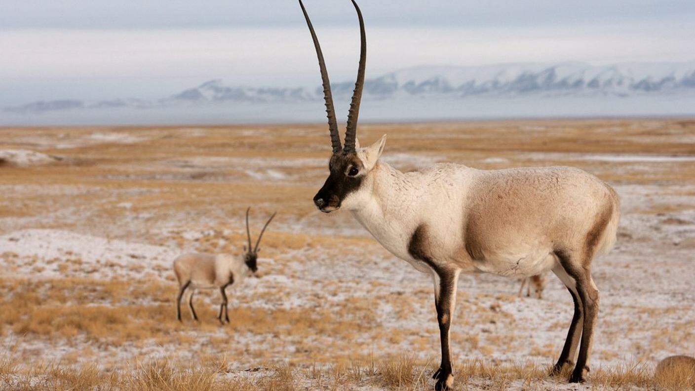 L'antilope tibetana rischia l'estinzione