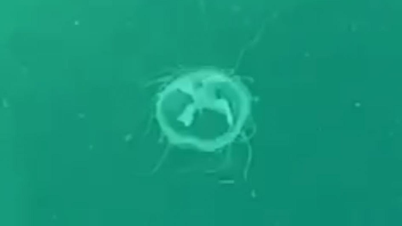 Una delle meduse trovate nel Ceresio