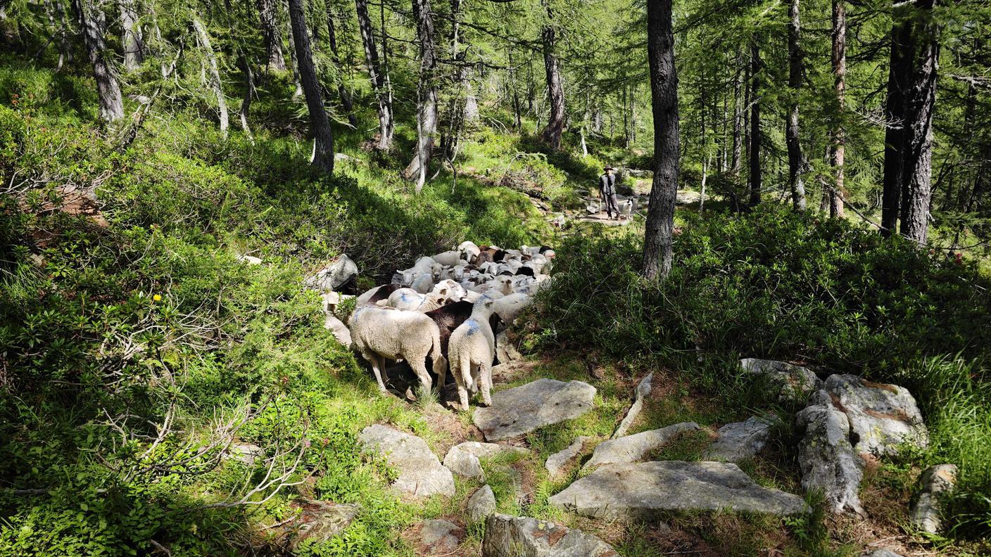 Il pastore Benjamin con le capre di Giulia in zona Alpe Arena, in Val Vergeletto
