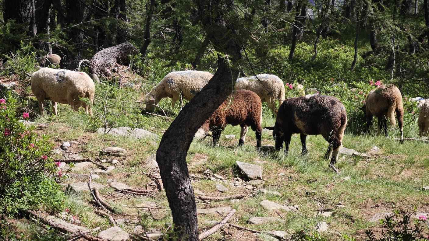 Le pecore di Giulia al pascolo tra i Larici