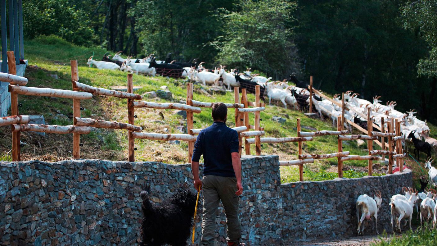 L'allevatore di capre mentre le porta al pascolo