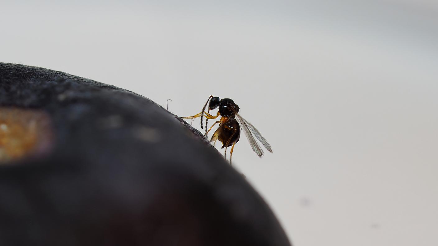 La vespa Ganaspis brasiliensis che promette di rovinare la festa al moscherino
