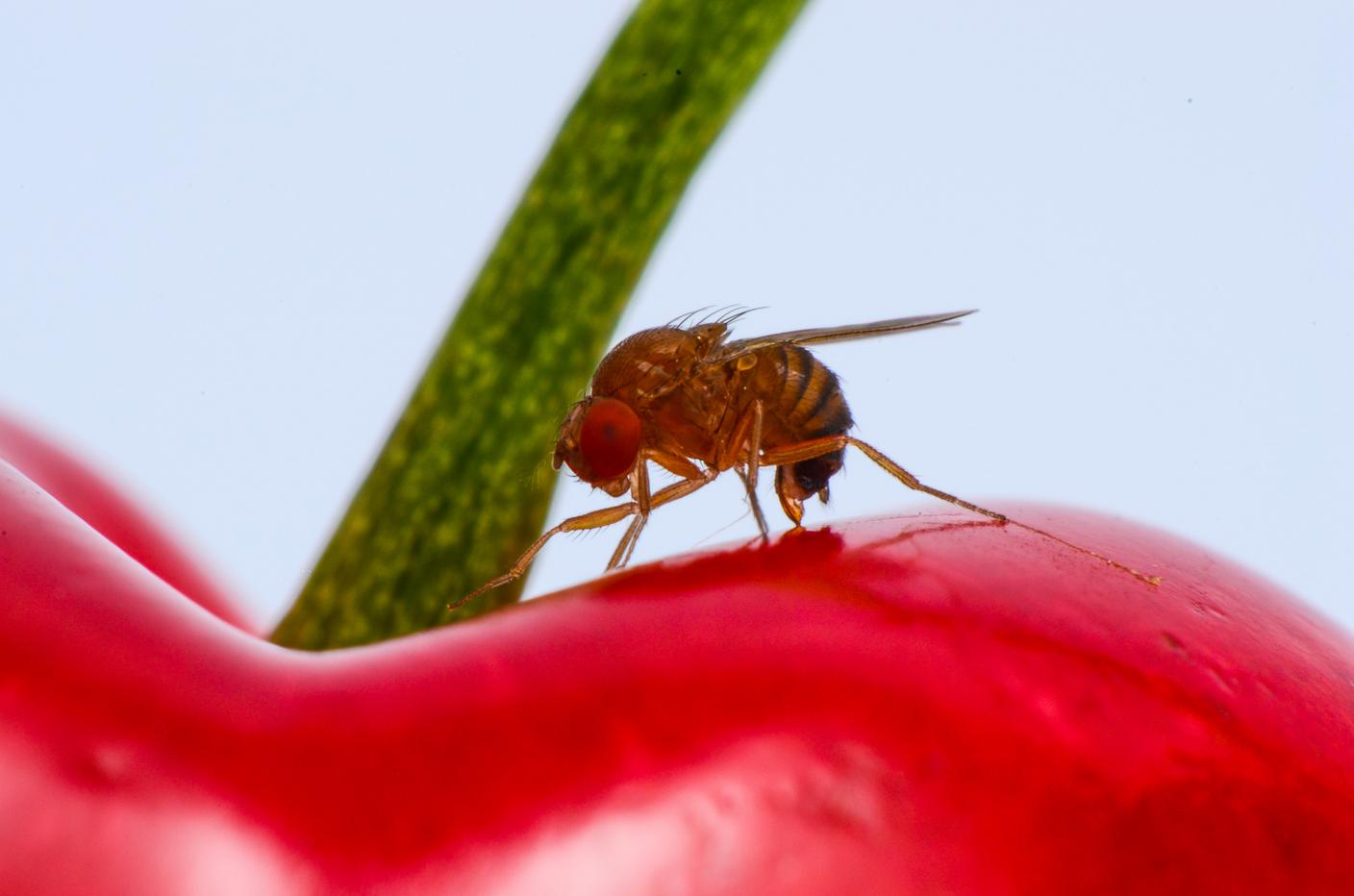 Il moscerino del ciliegio in azione su un frutto maturo, ma i danni avvengono prima