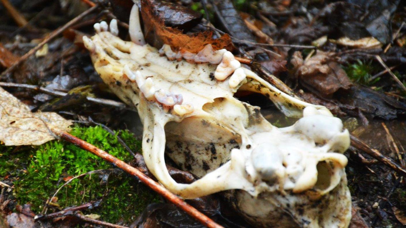 Una parte dei resti trovati lungo il fiume