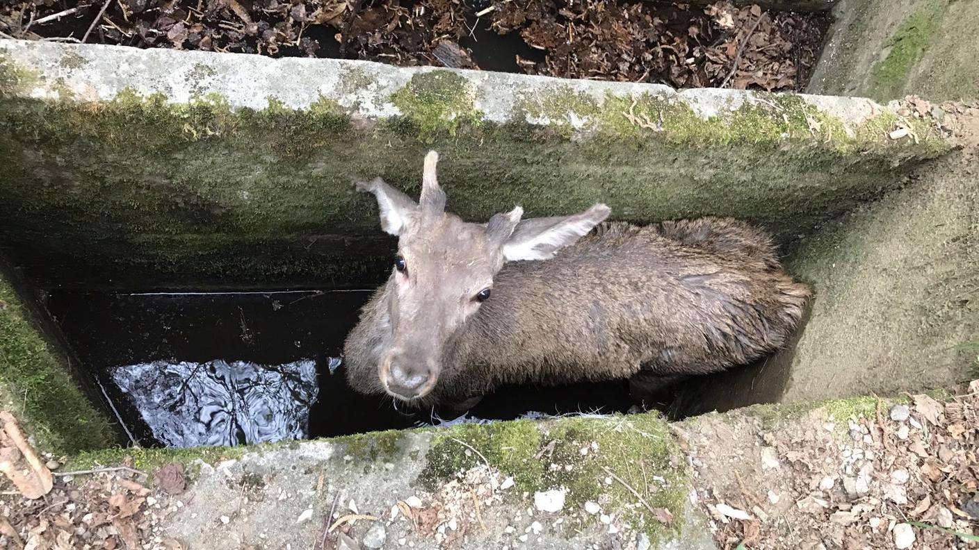 L'animale soccorso