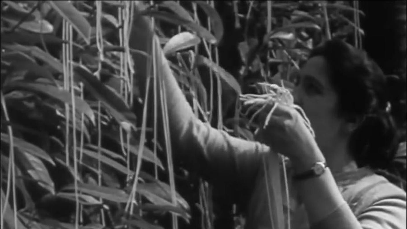 La raccolta di spaghetti, dal servizio della BBC
